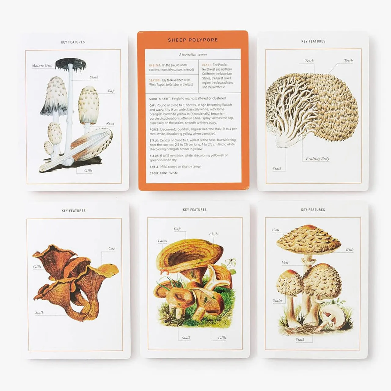 New York Botanical Garden Mushroom Identification Flashcards 100 Common Mushrooms of North America